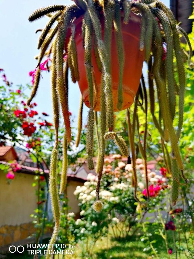 塞拉耶佛 Modern&Cozy Bosnian House With Garden+Free Parking酒店 外观 照片