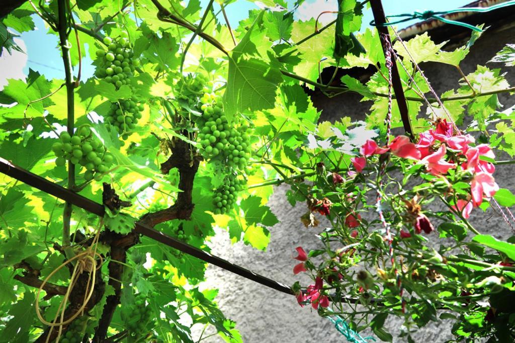塞拉耶佛 Modern&Cozy Bosnian House With Garden+Free Parking酒店 外观 照片